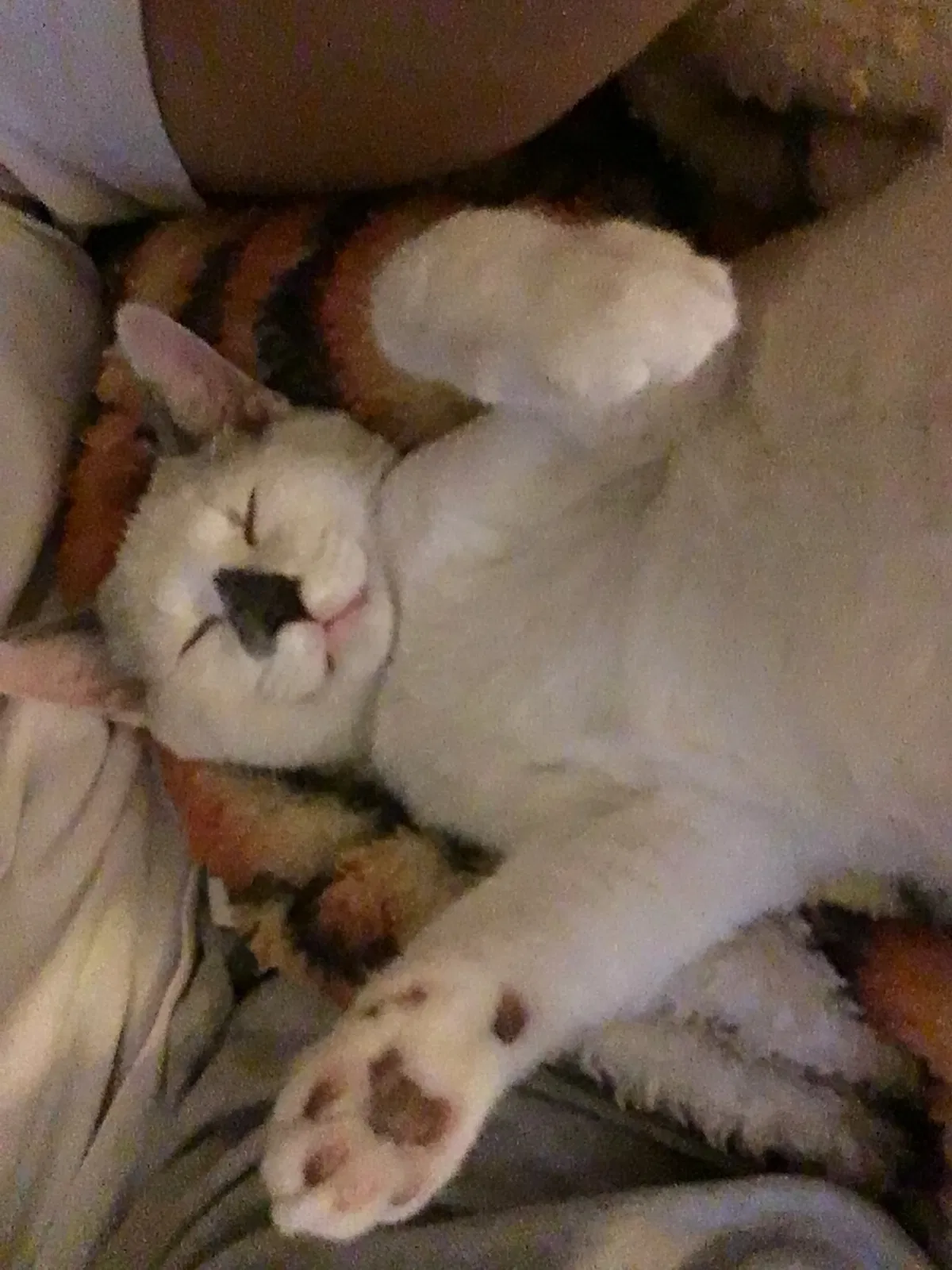 Lost cat in Chattanooga, TN, 37415