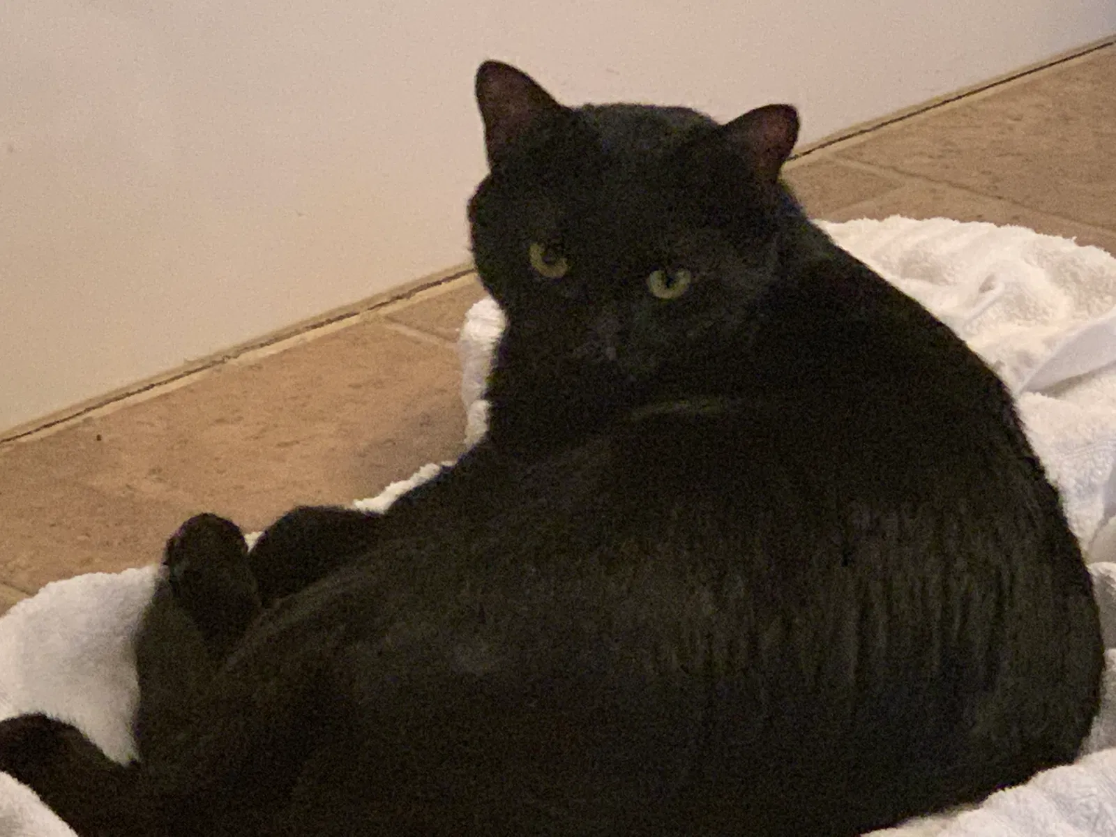 Lost cat in Plano, TX, 75025