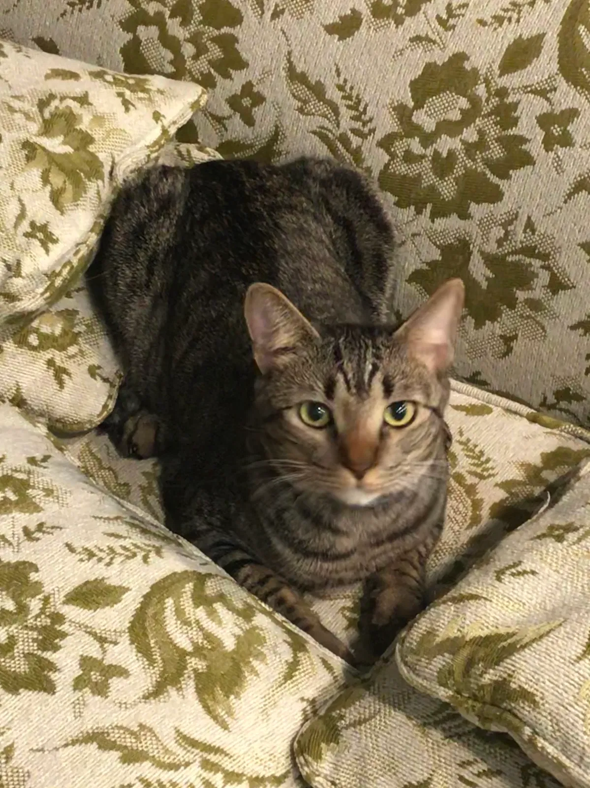 Lost cat in Rockwell, NC, 28138