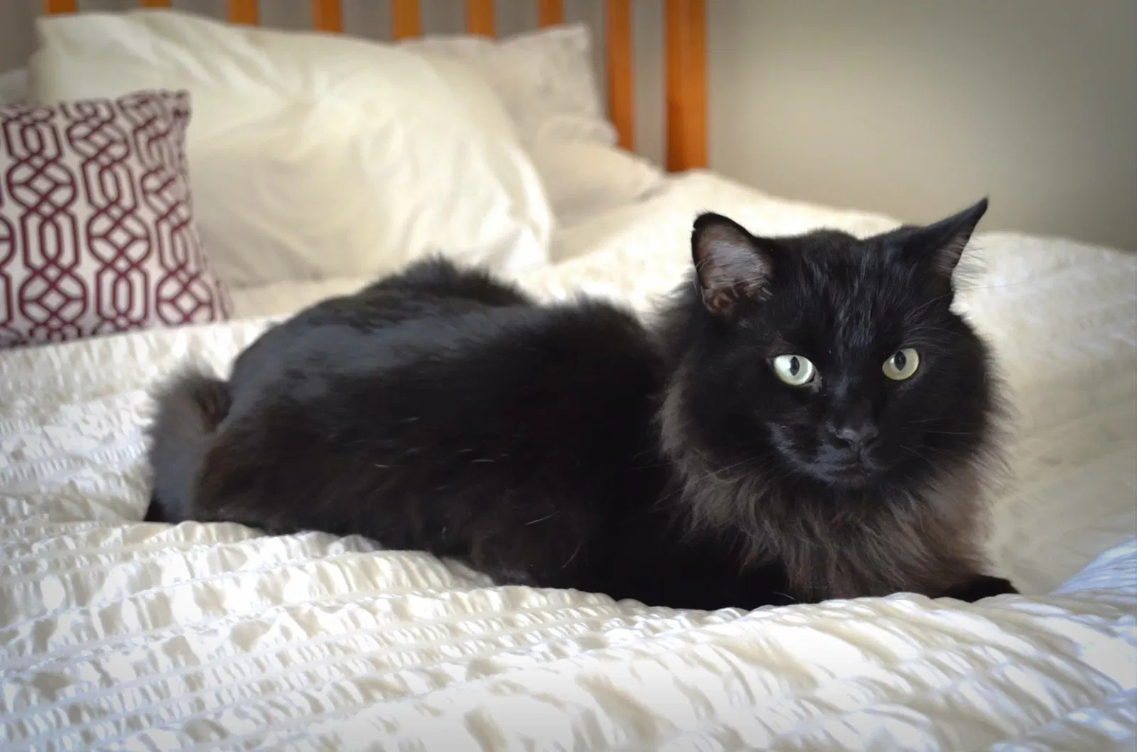 Lost cat in Phoenix, AZ, 85037