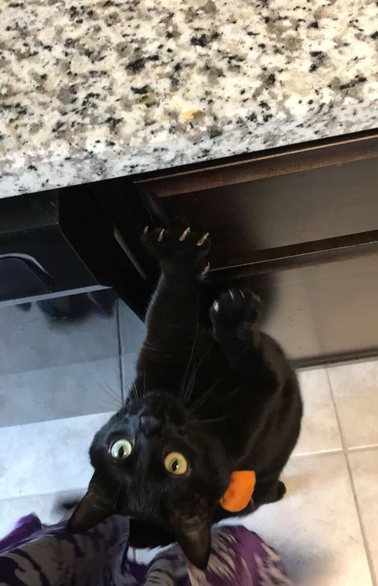 Lost cat in Converse, TX, 78109