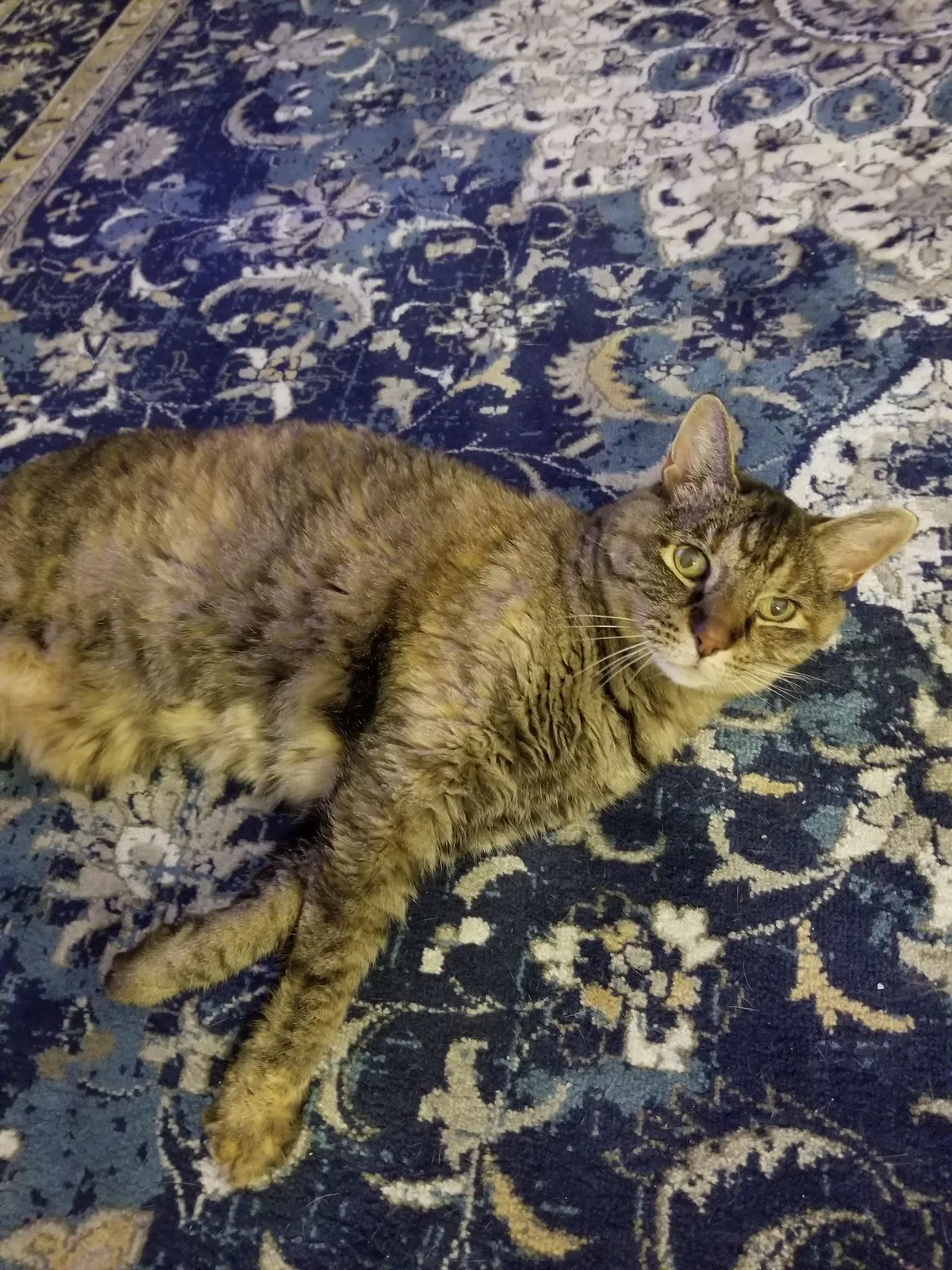Lost cat in Durham, NC, 27701