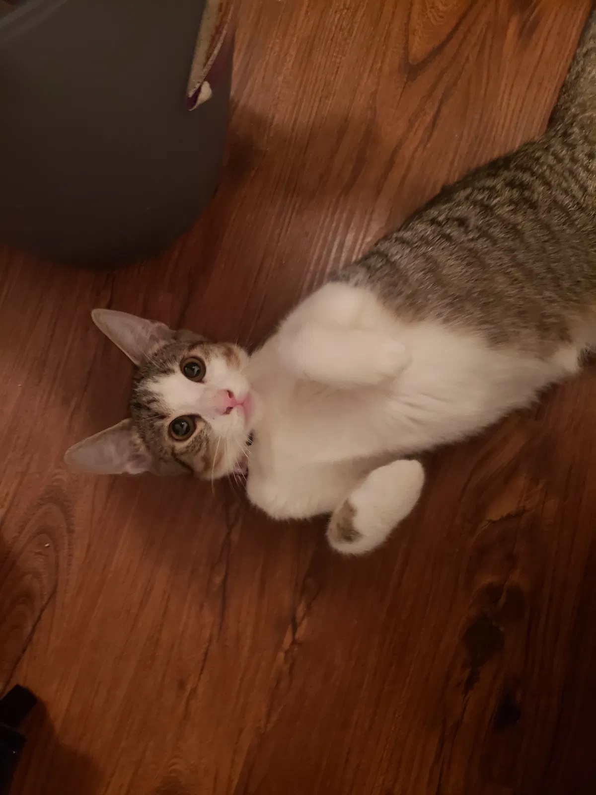 Lost cat in Saint Louis, MO, 63119