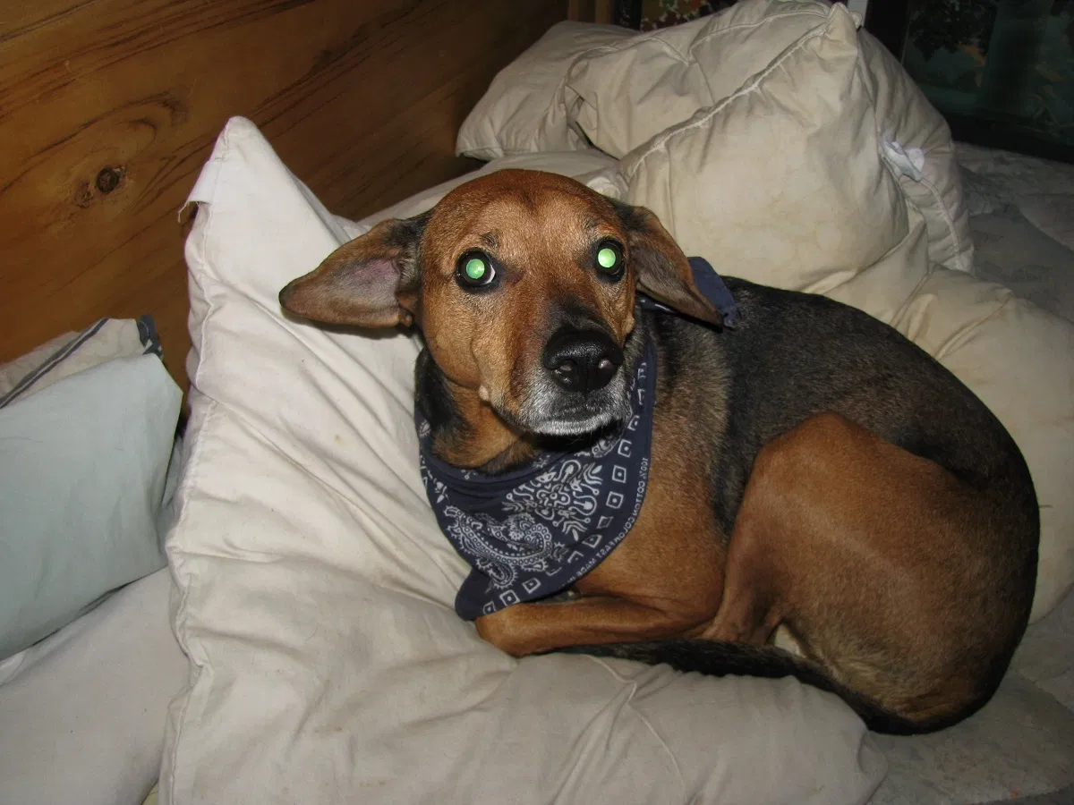 Lost dog in Baltimore, MD, 21206