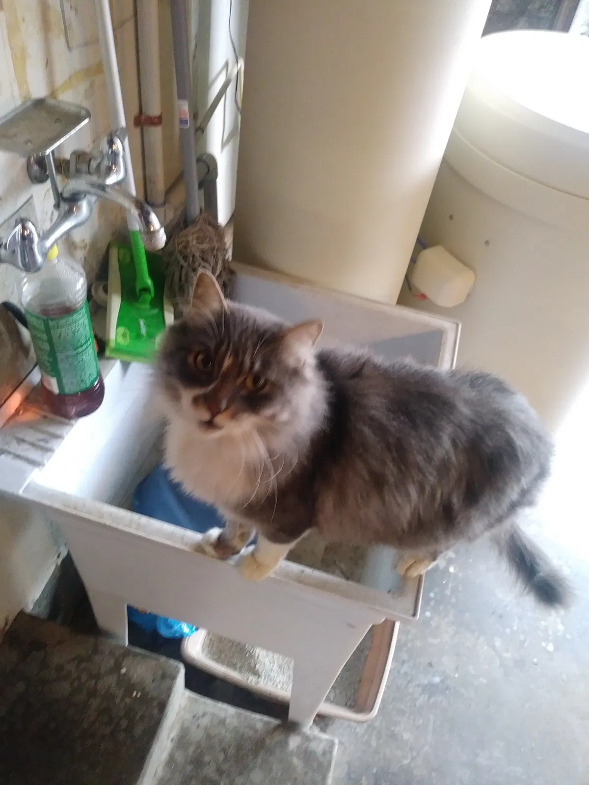Lost cat in Yuba City, CA, 95991
