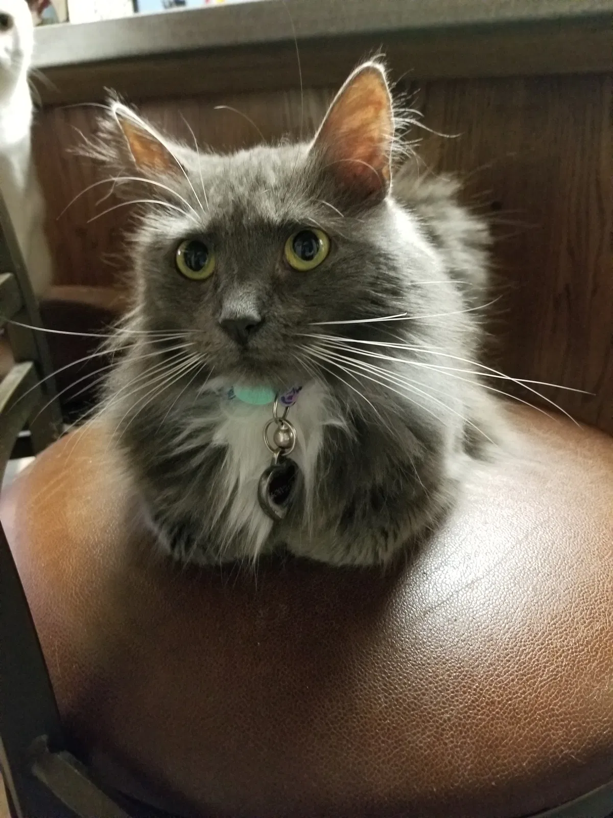Lost cat in Apison, TN, 37302