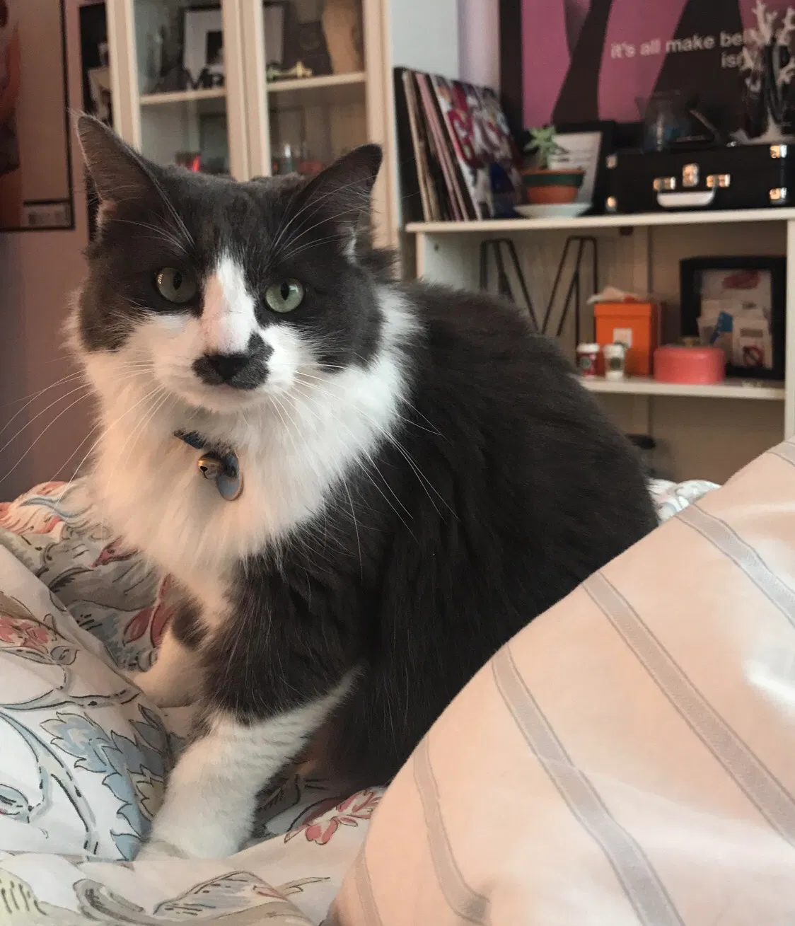 Lost cat in Bakersfield, CA, 93311