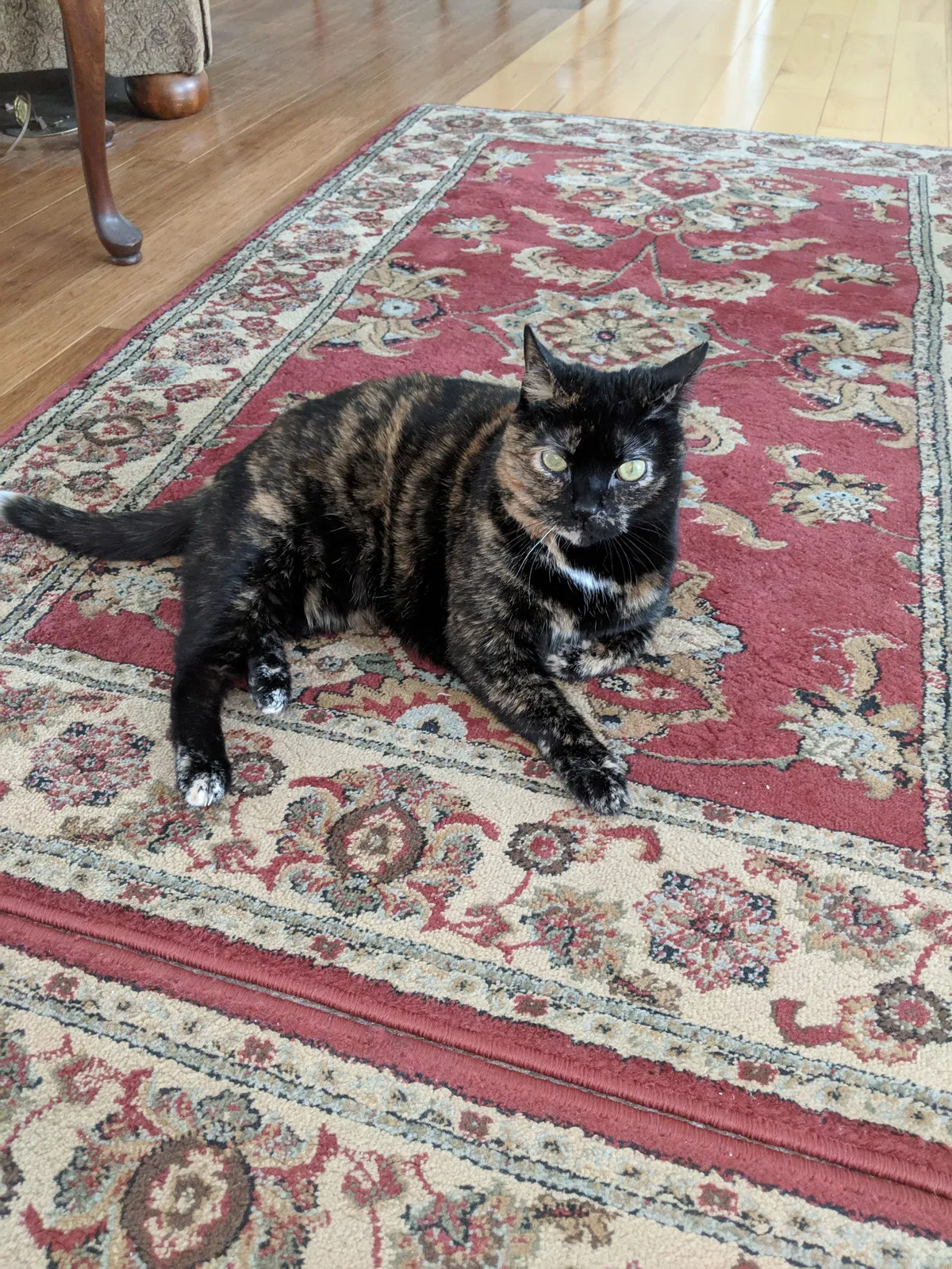 Lost cat in Buffalo, NY, 14221