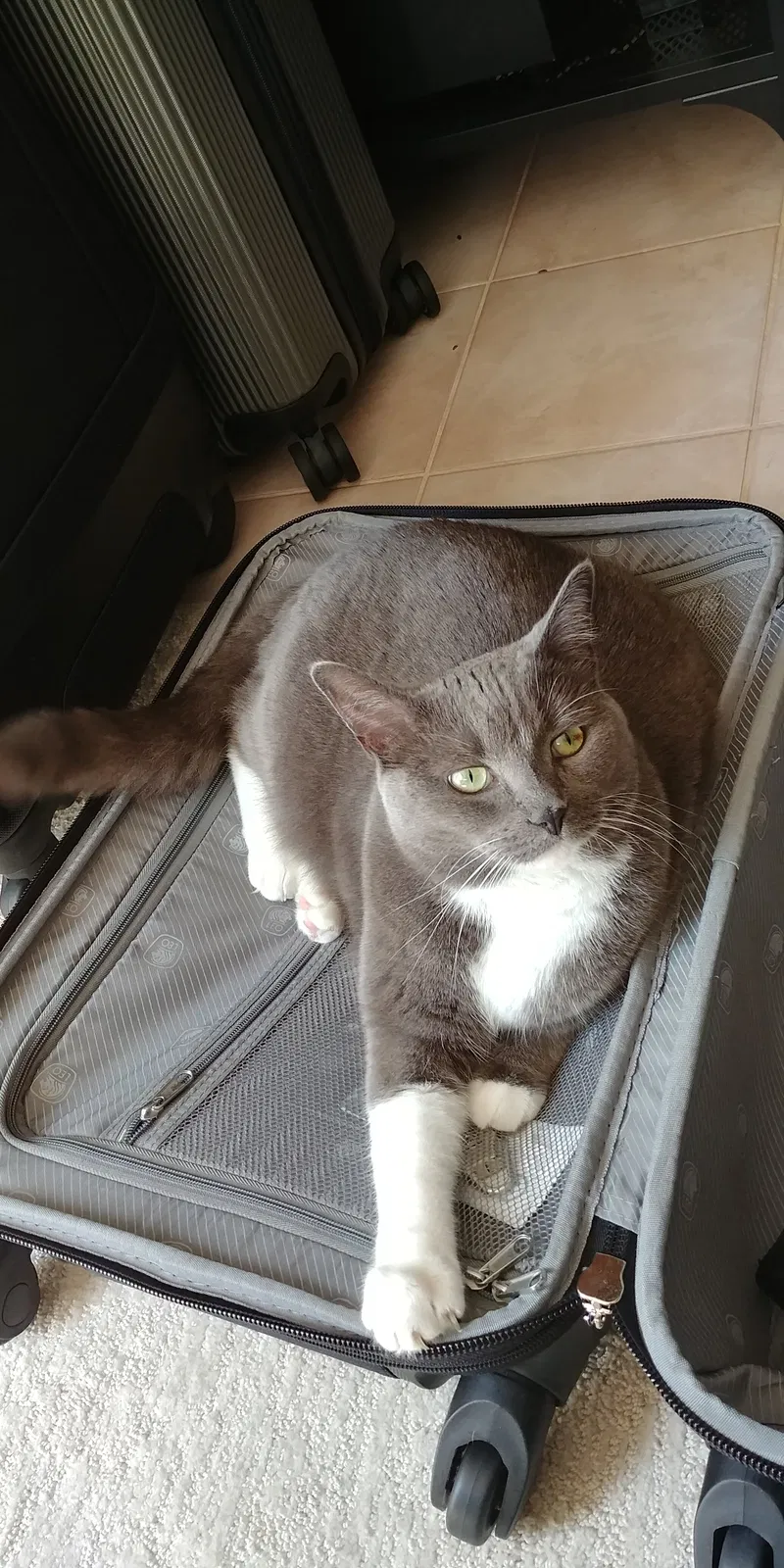 Lost cat in Unknown, NY, 0