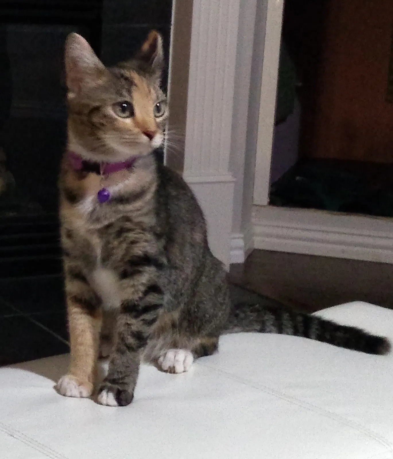 Lost cat in Unknown, TX, 75072