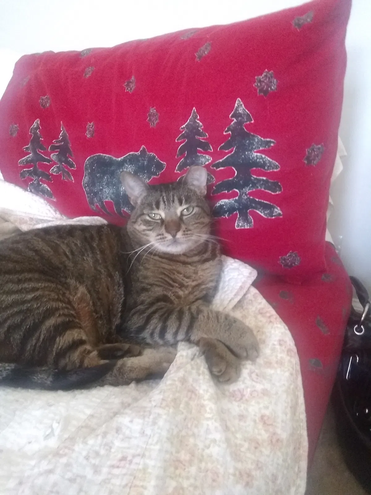Lost cat in Concord, NC, 28025