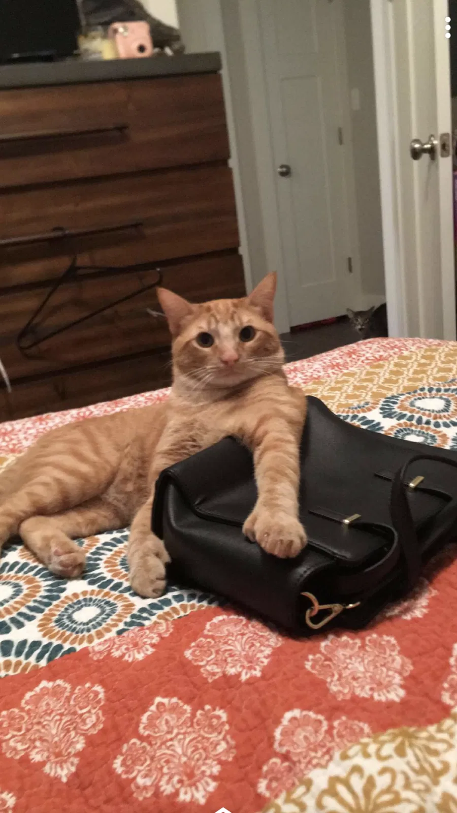 Lost cat in Jonesboro, AR, 72401