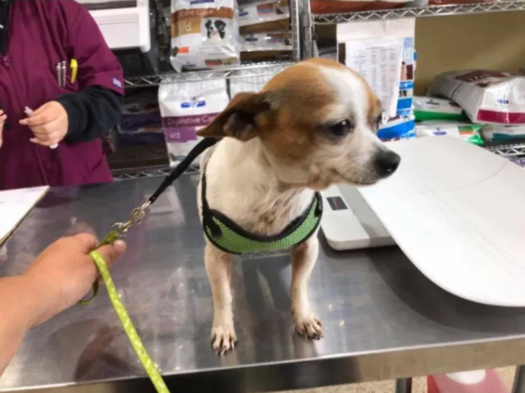 Lost dog in Alameda, CA, 94501