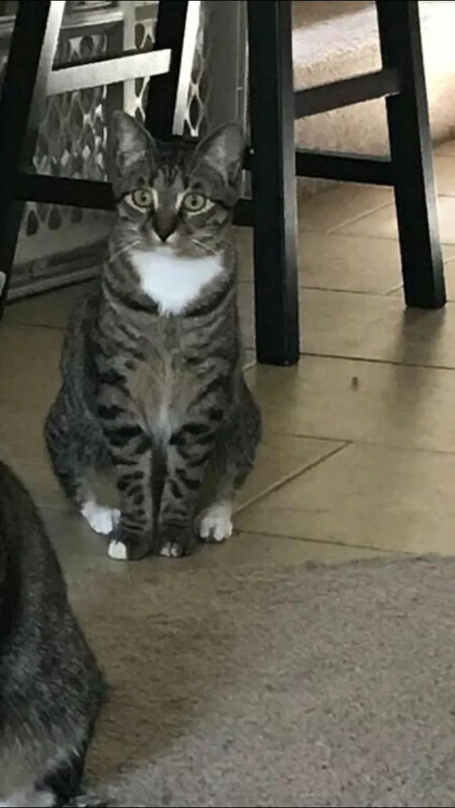 Lost cat in Austin, TX, 78748