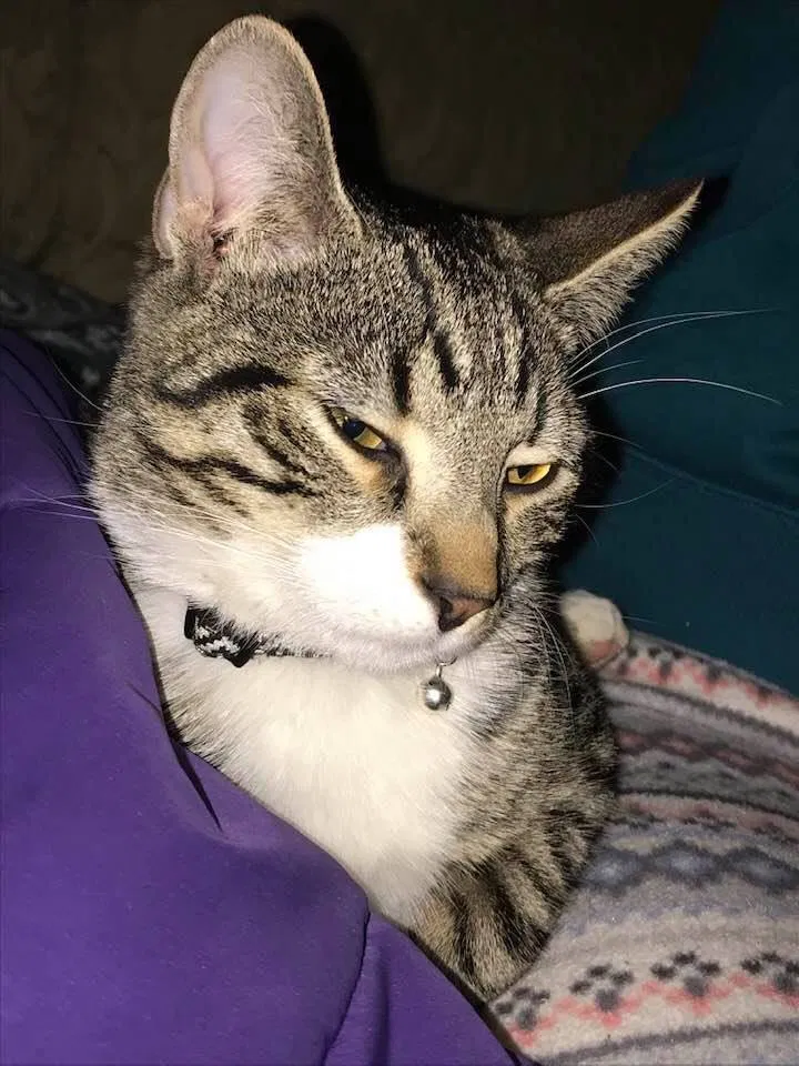 Lost cat in Mechanicville, NY, 12118
