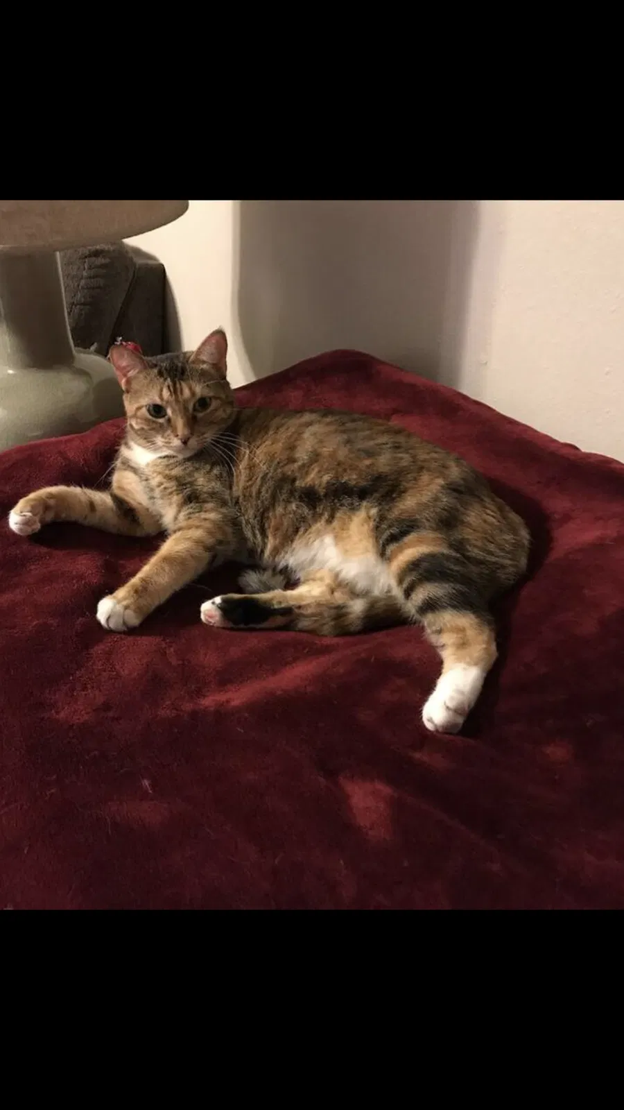 Lost cat in Ocoee, FL, 34761