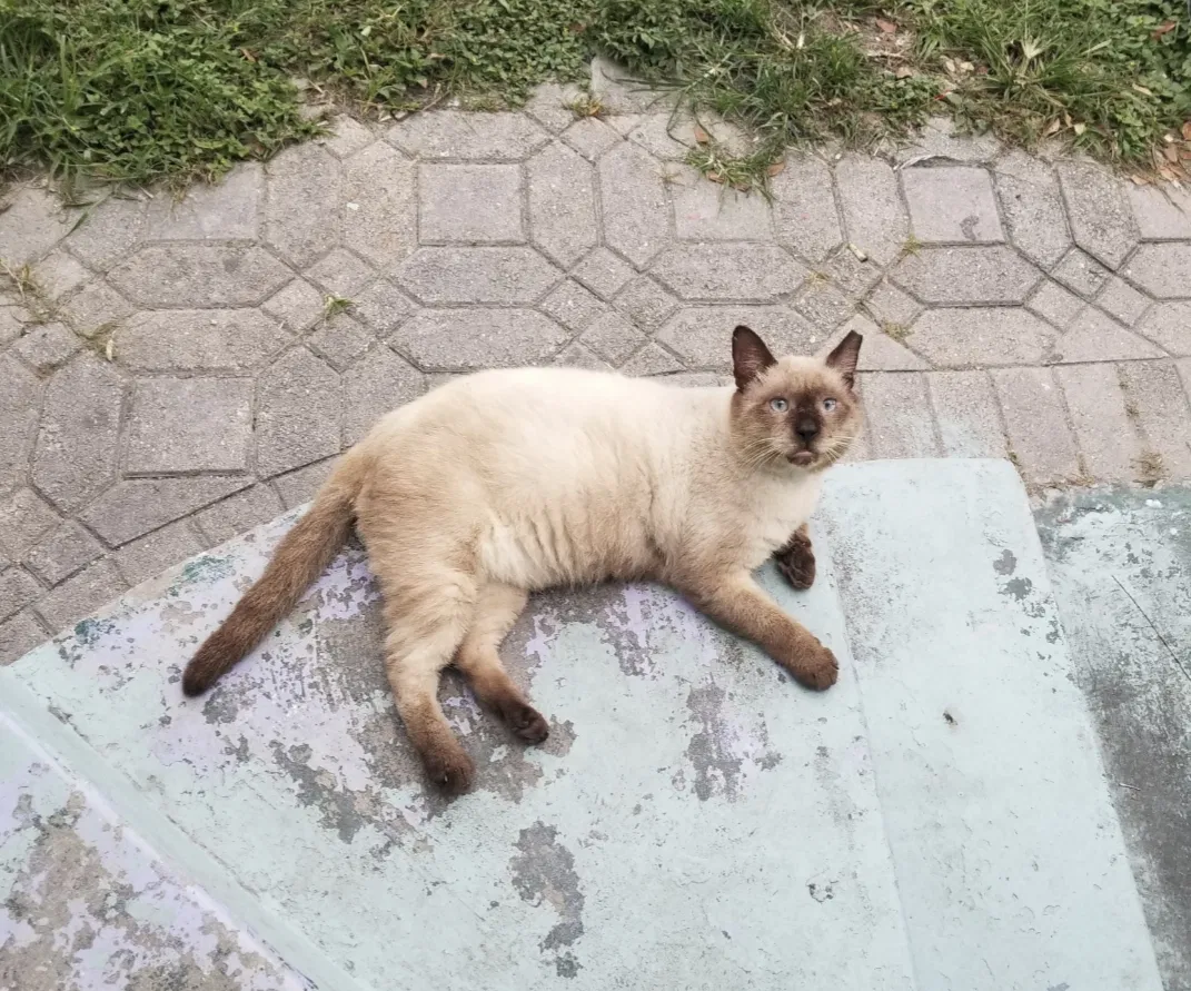 Lost cat in Miami, FL, 33142