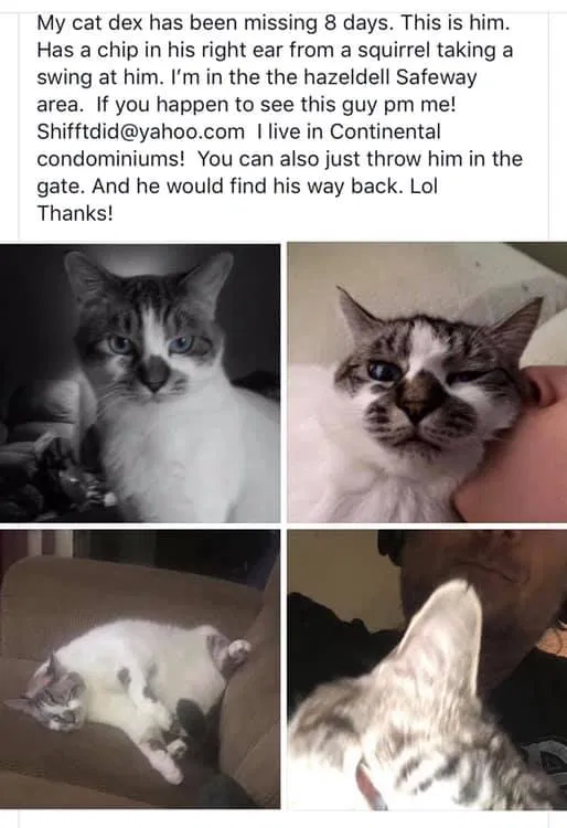 Lost cat in Vancouver, WA, 98665