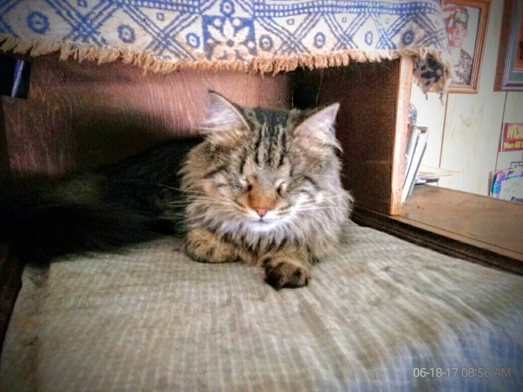 Lost cat in Sierra Vista, AZ, 85635
