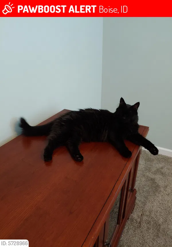 Lost cat in Boise, ID, 83704