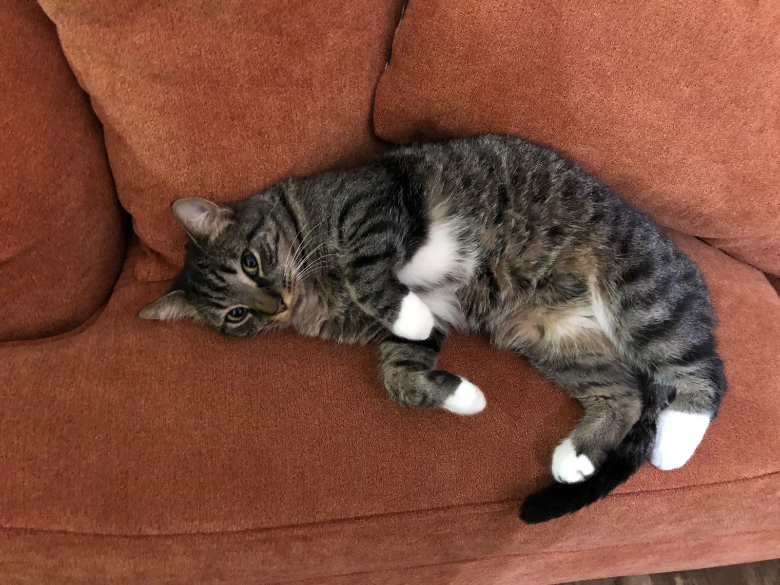 Lost cat in Brownsburg, IN, 46112