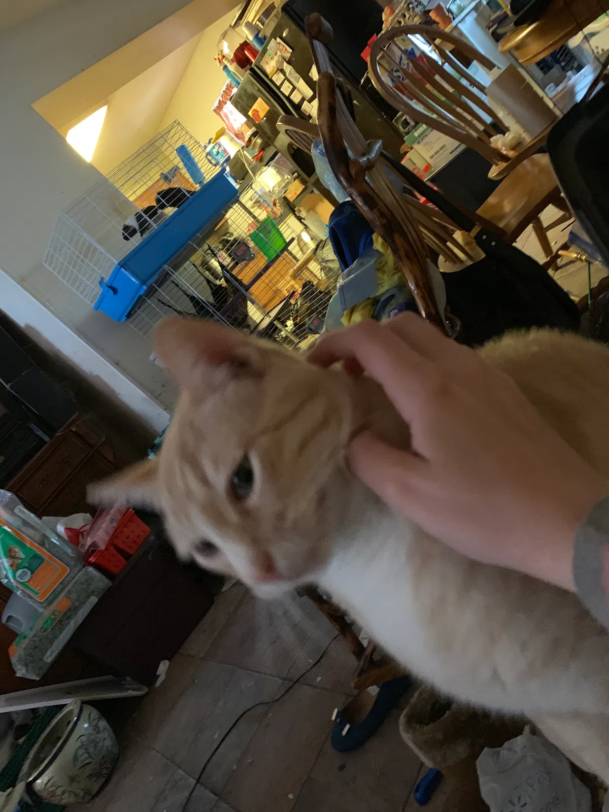 Lost cat in Mesa, AZ, 85208