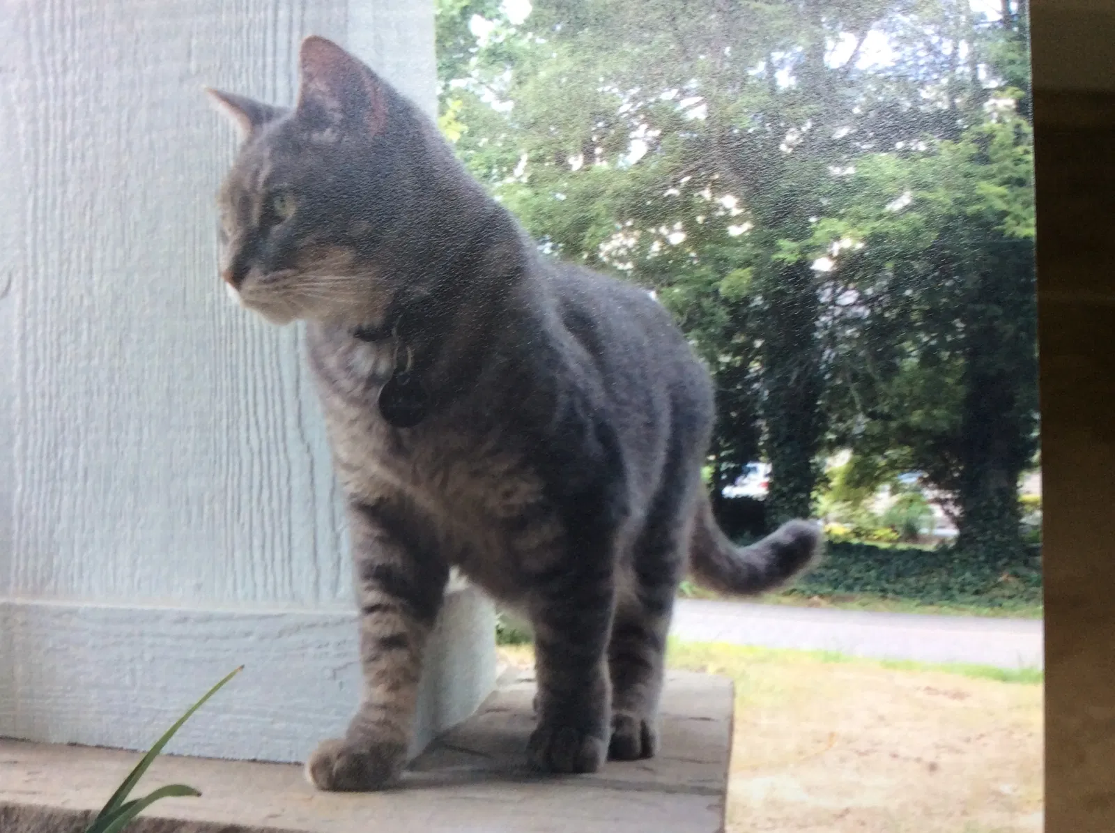 Lost cat in Unknown, NC, 28811