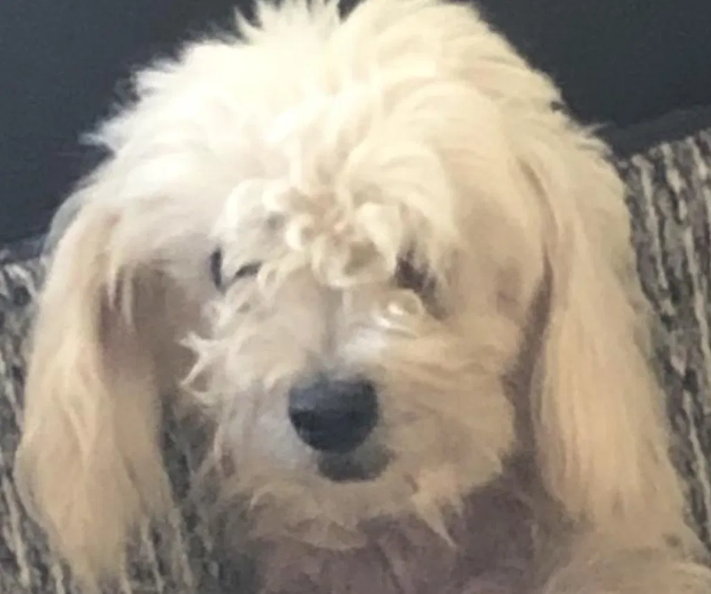 Lost dog in Santa Ana, CA, 92707