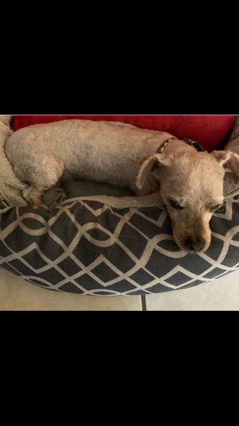 Lost dog in Fontana, CA, 92335