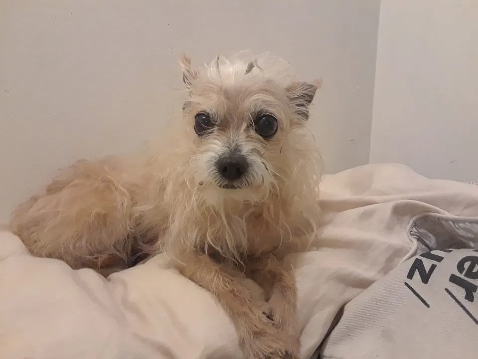 Lost dog in Downey, CA, 90241
