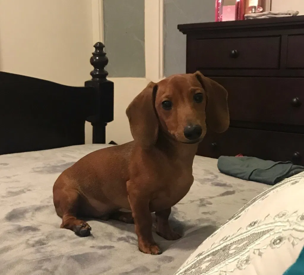 Lost dog in Las Cruces, NM, 88001
