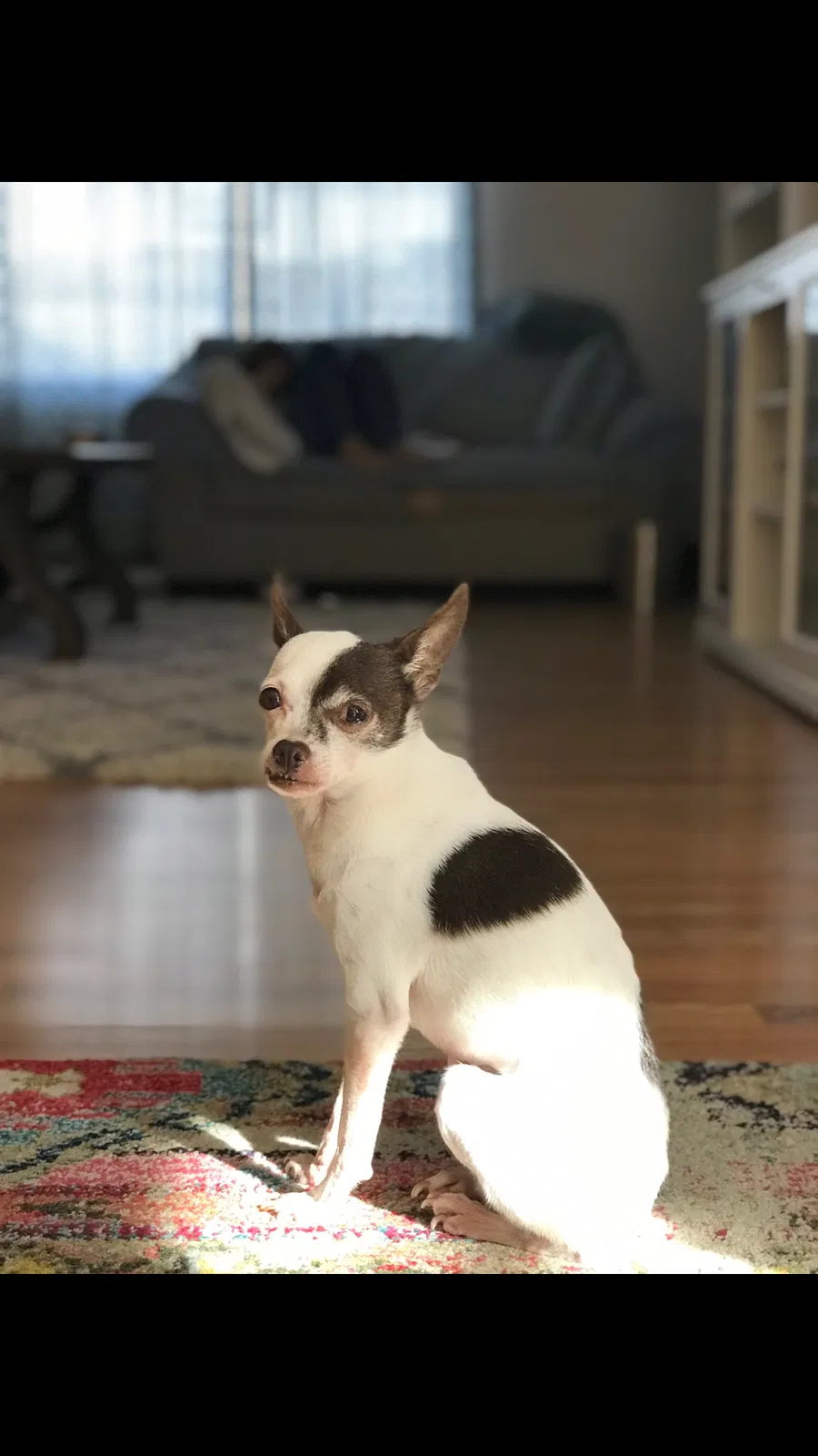 Lost dog in Orlando, FL, 32837