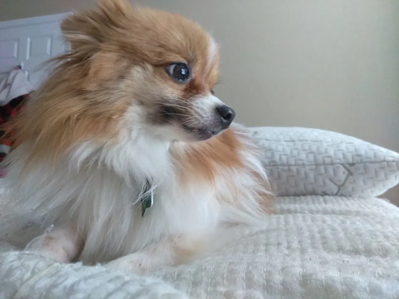 Lost dog in Cocoa, FL, 32927