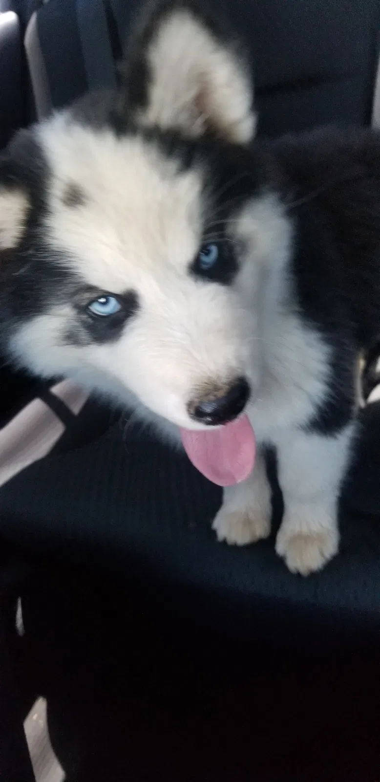 Lost dog in Riverside, CA, 92505