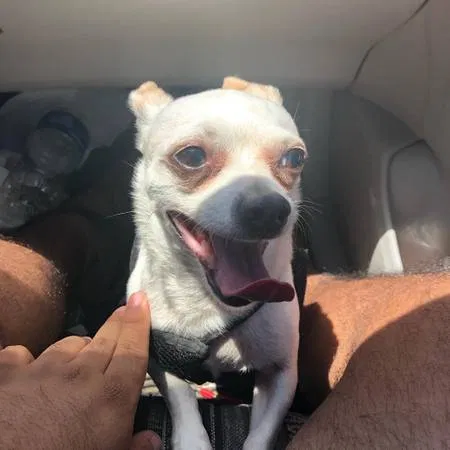 Lost dog in Pacoima, CA, 91331