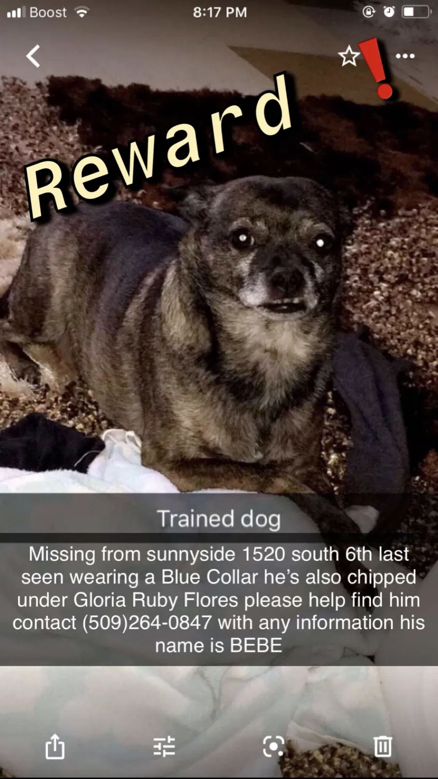 Lost dog in Sunnyside, WA, 98944