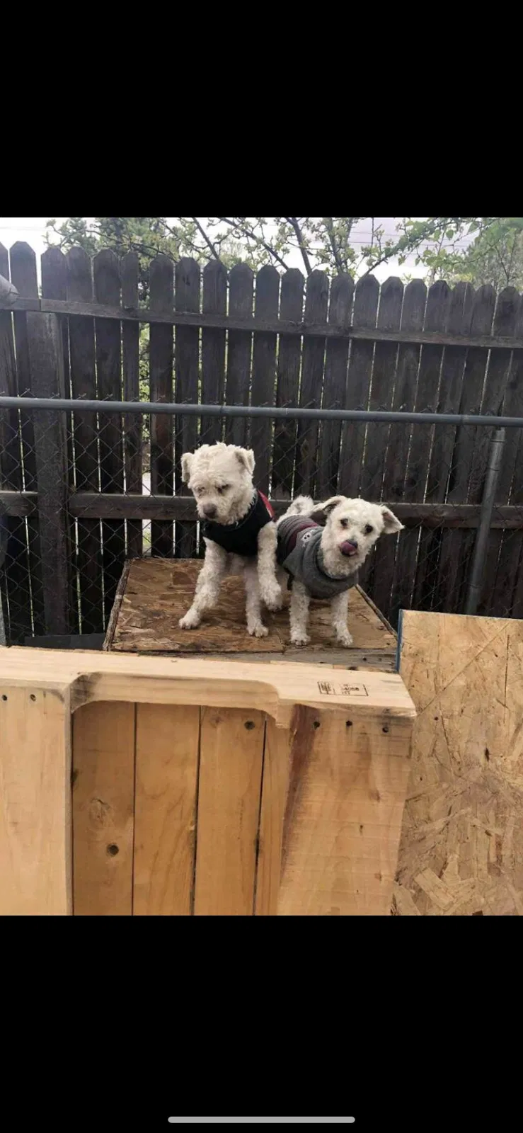 Lost dog in Albuquerque, NM, 87105