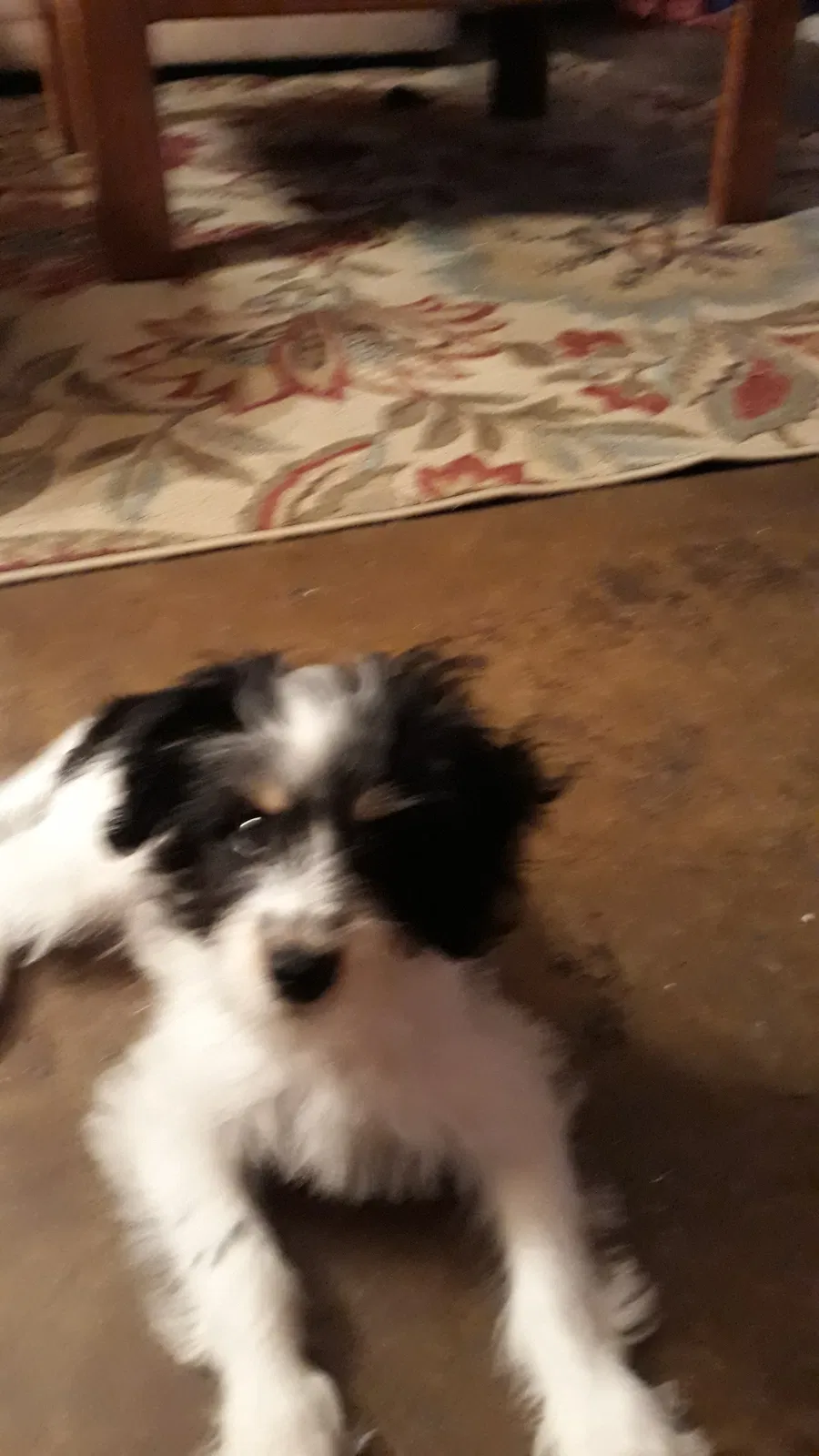 Lost dog in Mesquite, TX, 75150