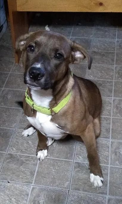Lost dog in Sharon, PA, 16146