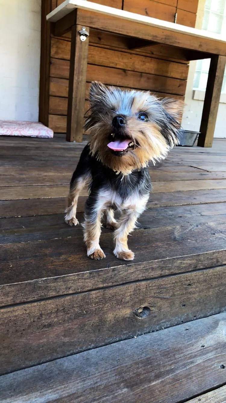 Lost dog in Mcallen, TX, 78501