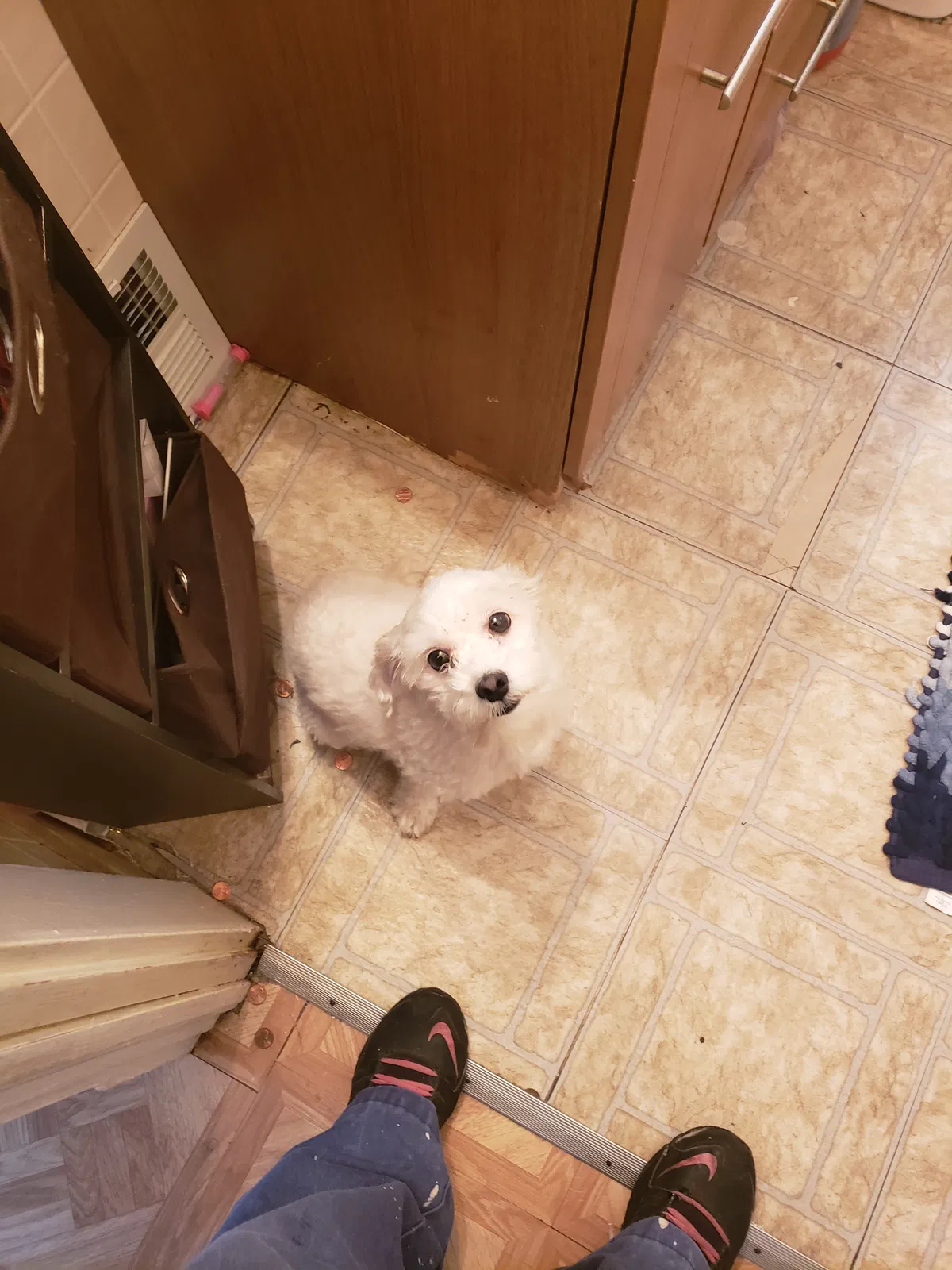Lost dog in Cleveland, OH, 44102