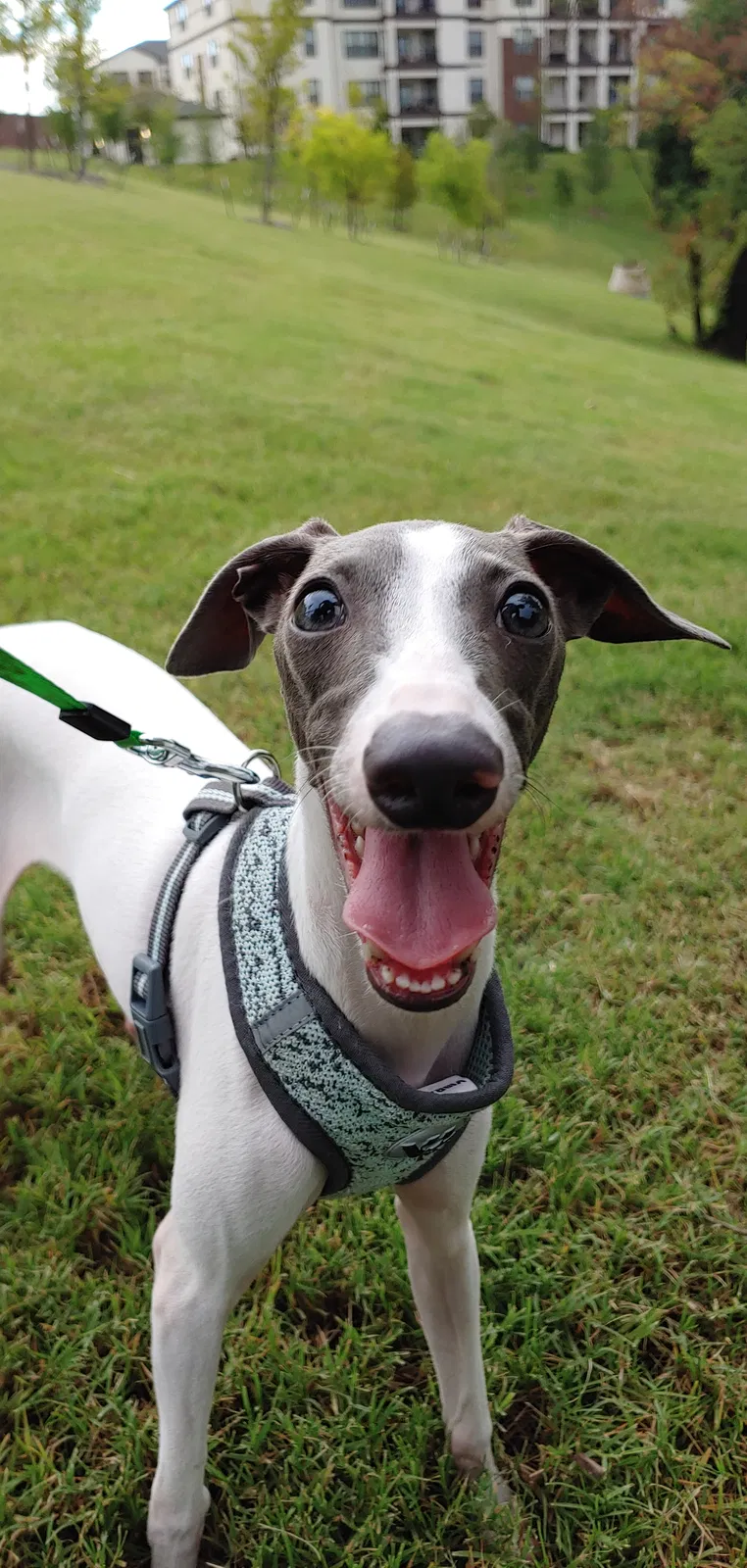 Lost dog in Plano, TX, 75024