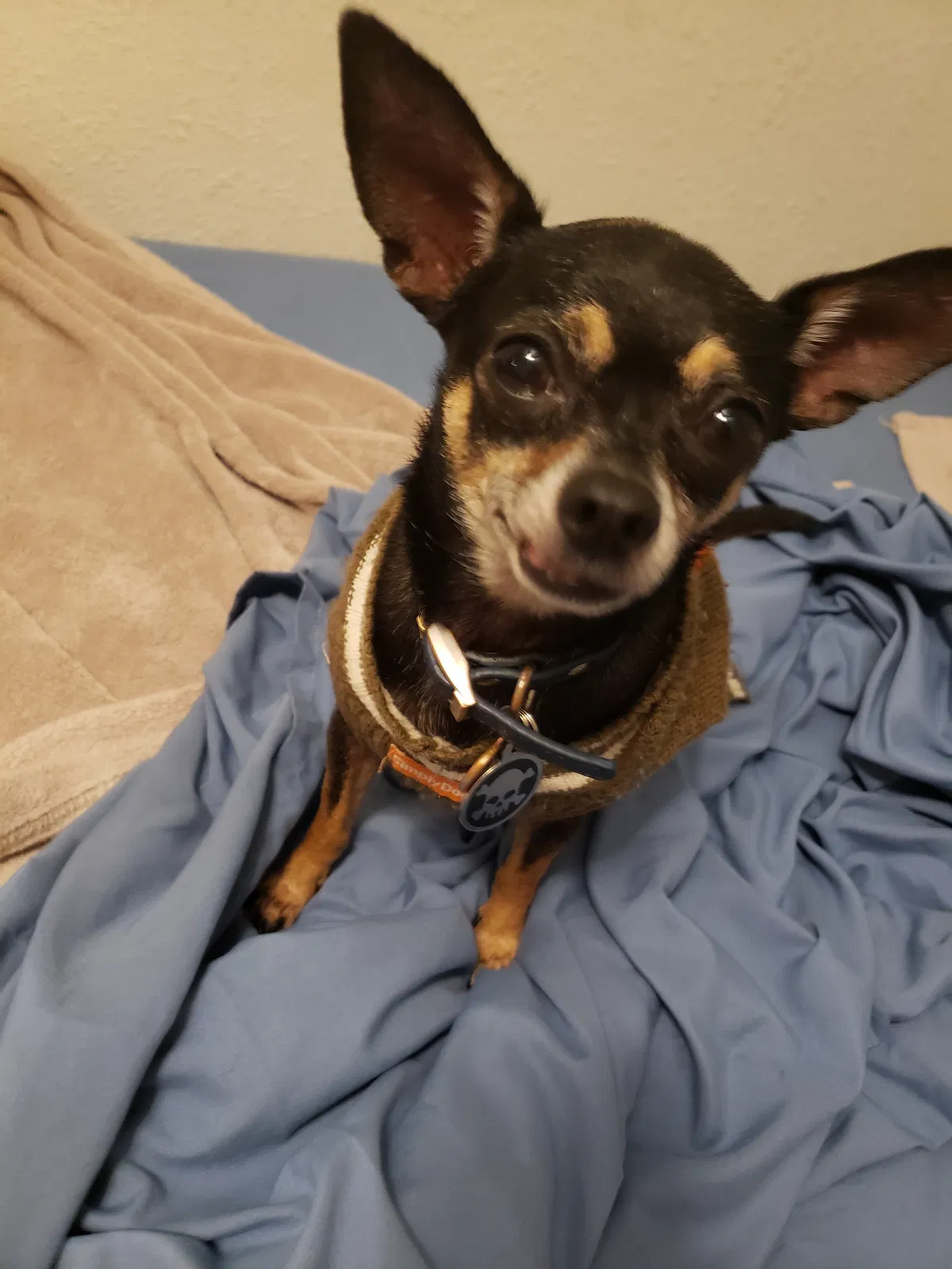 Lost dog in Tampa, FL, 33612