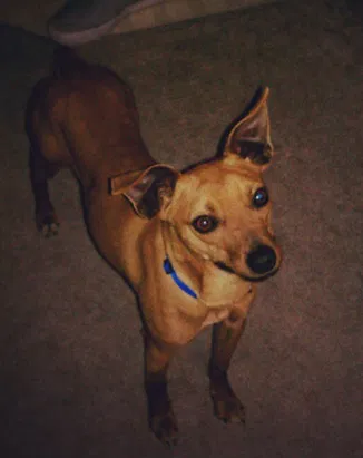 Lost dog in Indianapolis, IN, 46260