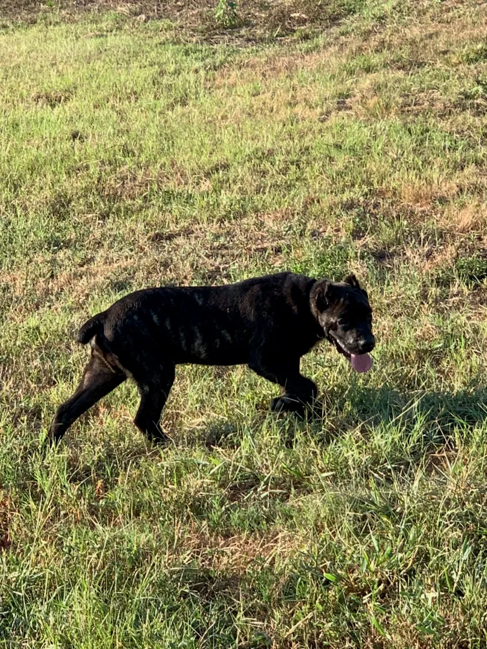 Lost dog in Lithonia, GA, 30058