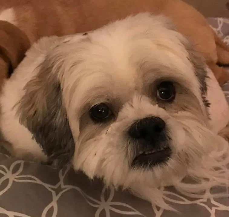 Lost dog in Bakersfield, CA, 93313