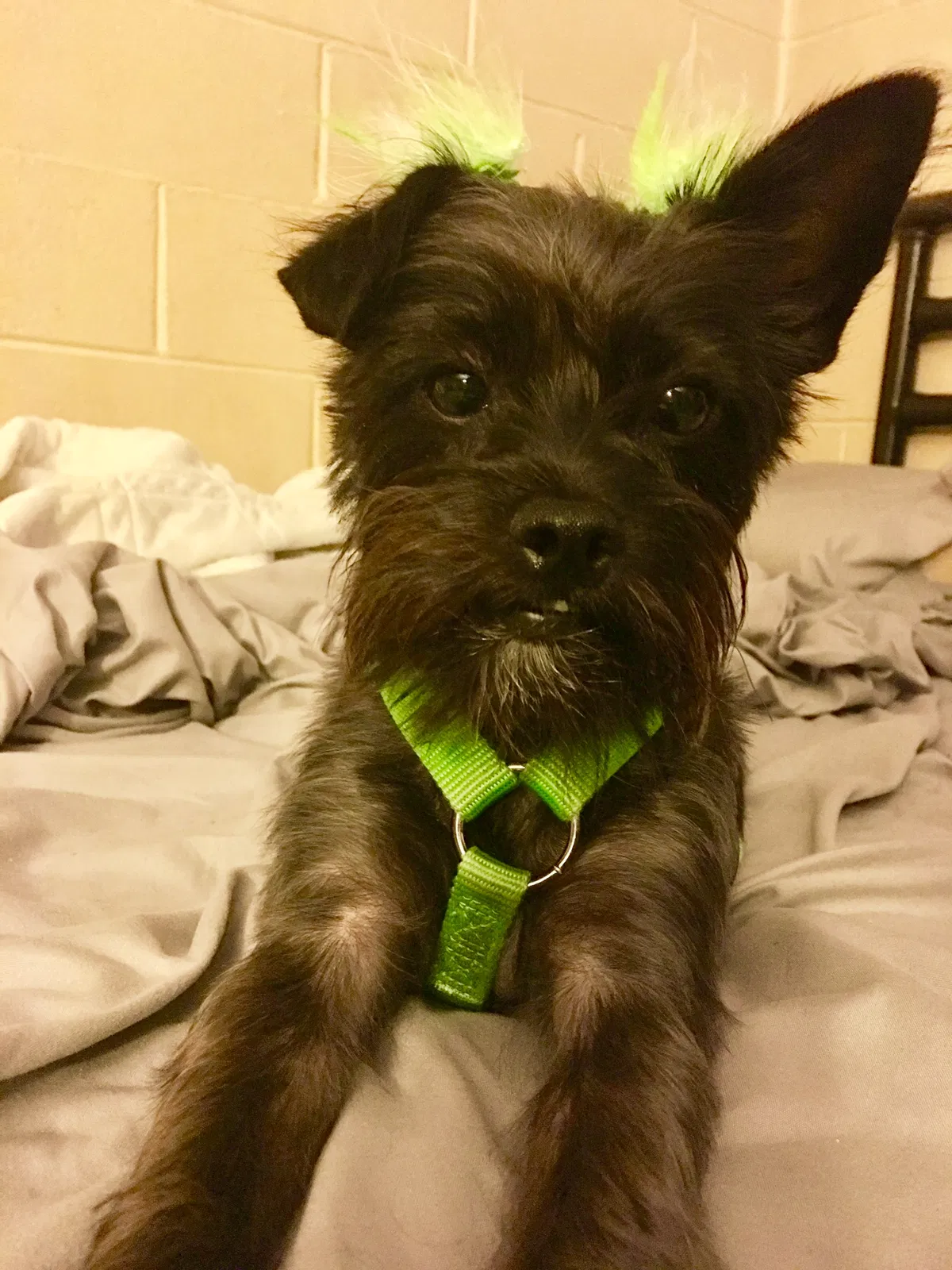 Lost dog in Evansville, IN, 47710