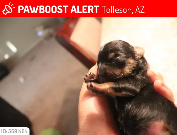 Lost dog in Tolleson, AZ, 85353