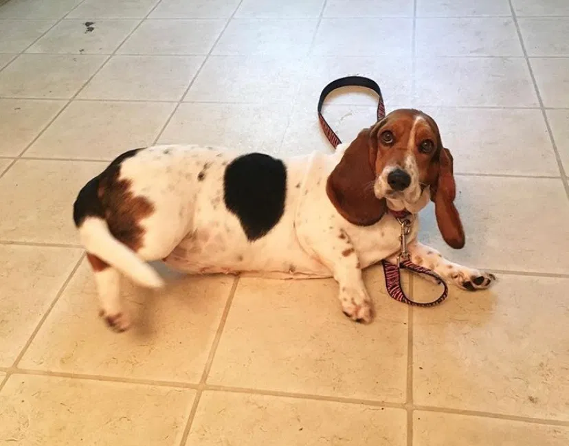 Lost dog in Birmingham, AL, 35210