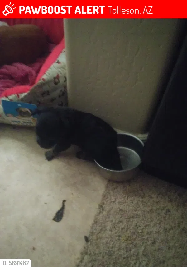 Lost dog in Tolleson, AZ, 85353